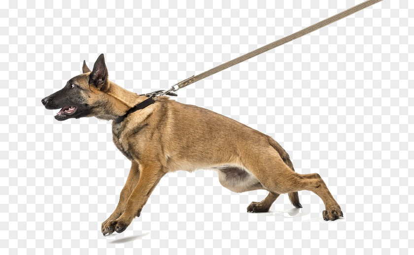 Dog Bite Puppy Collar Leash PNG