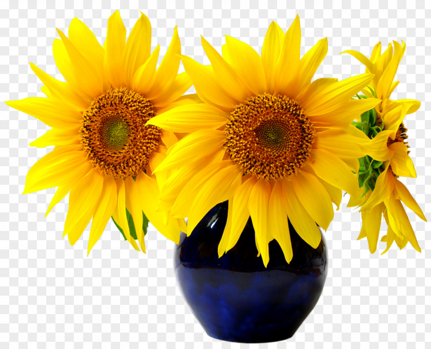 Flower Common Sunflower Seed Ornamental Plant PNG