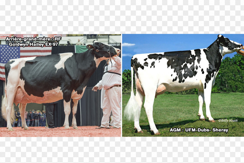 Milk Dairy Cattle Holstein Friesian Taurine PNG