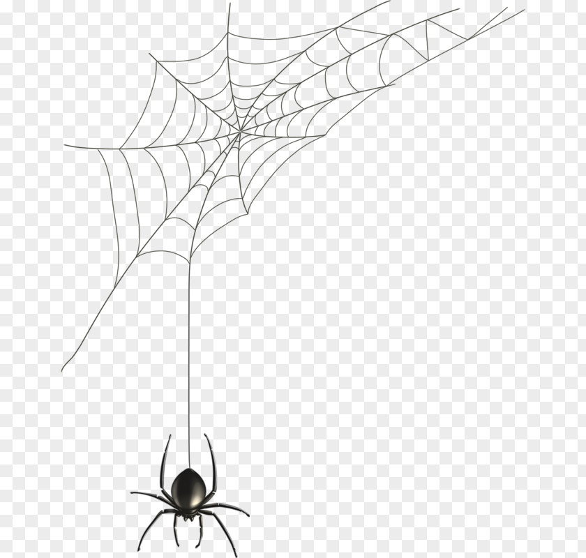 Spiders And Cobwebs PNG and cobwebs clipart PNG