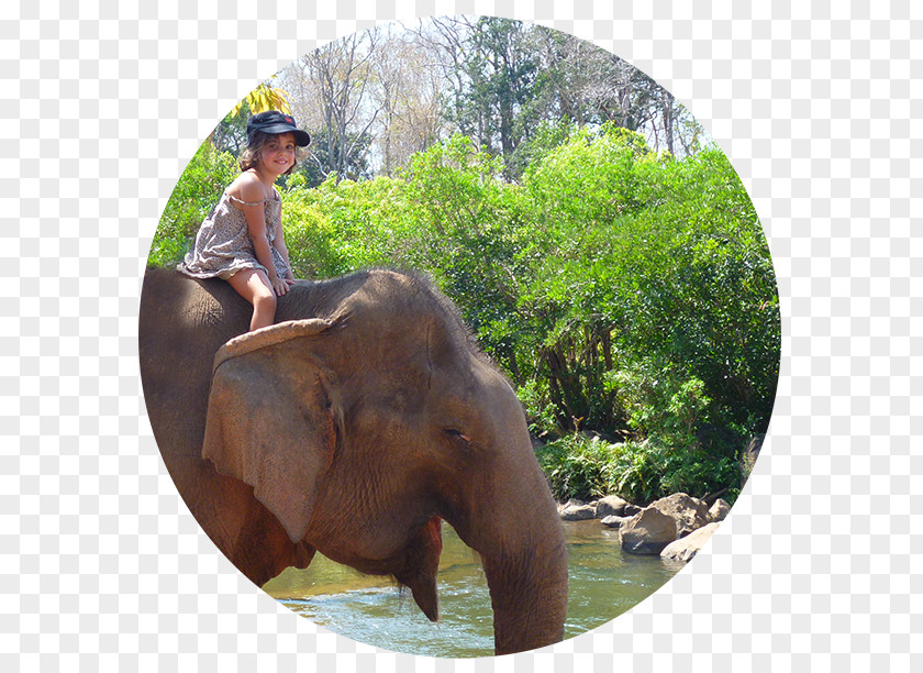 Thai Temple Indian Elephant African Mahout National Park Wildlife PNG