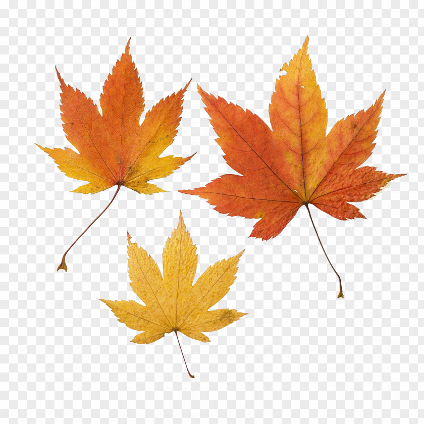 Three Maple Leaves Leaf Autumn Color PNG