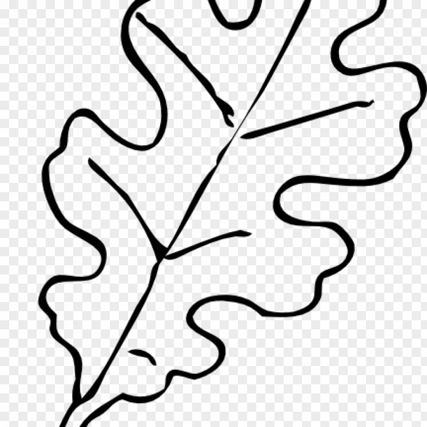 White Oak Drawing Leaf Northern Red Tree PNG