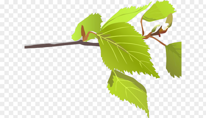 Brach Cartoon Branch Leaf Clip Art Tree Plant Stem PNG