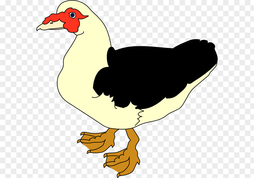 DUCK Muscovy Duck Clip Art PNG