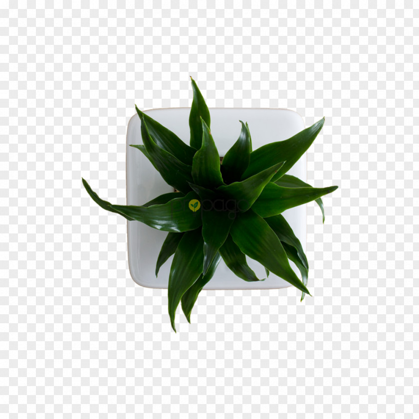 Flower Box Plant Flowerpot Leaf Agave INAV DBX MSCI AC WORLD SF PNG