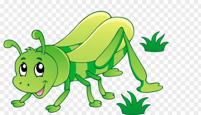 Grasshopper Insect Clip Art PNG