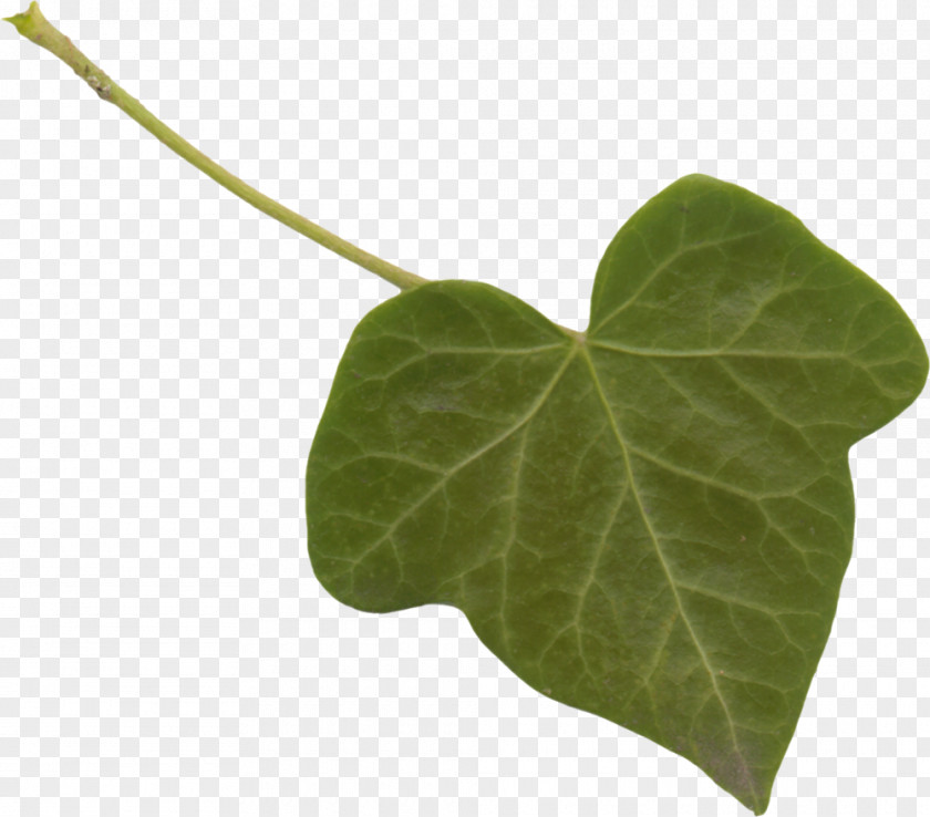 Leaf Clip Art Plant Stem Yandex.Fotki PNG