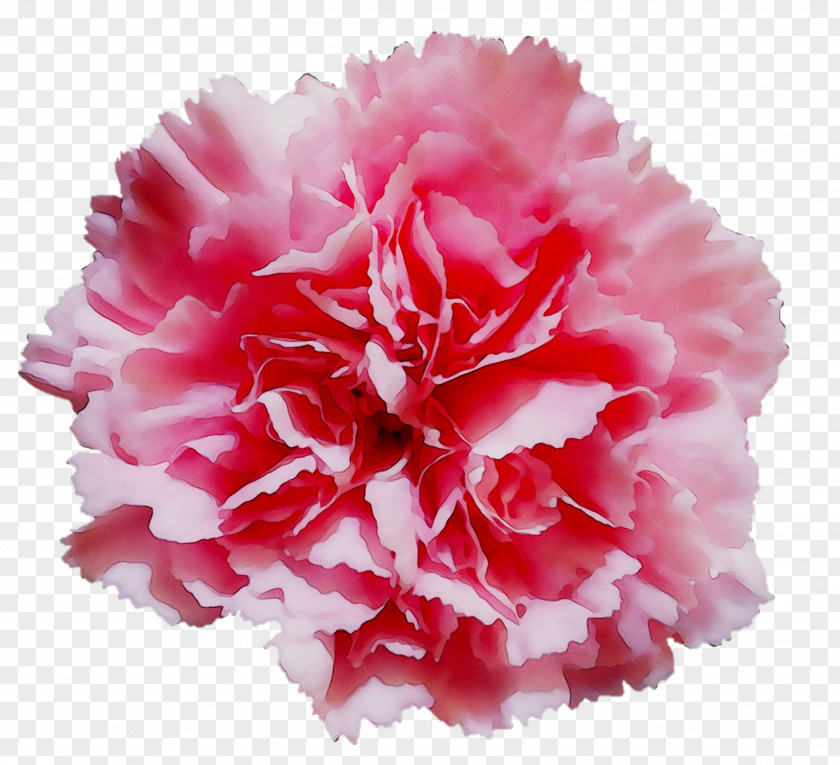 Tissue Paper Flower Carnation Pom-pom PNG