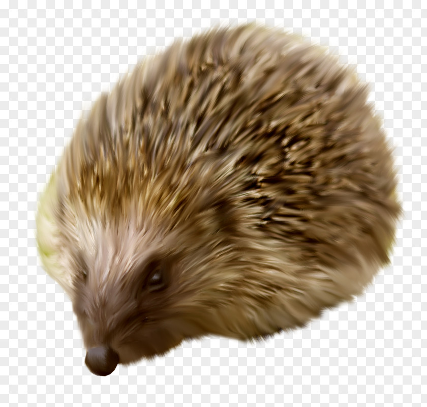 Animals Hedgehog Clip Art PNG