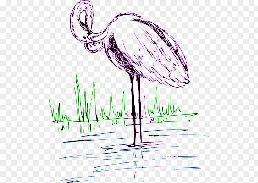 Flamingos Water Bird Drawing Clip Art PNG