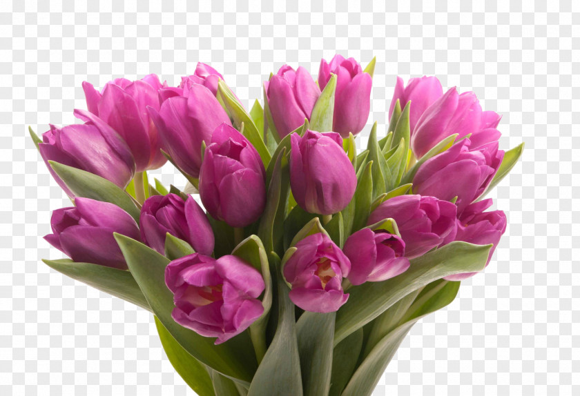 Flower Bouquet Floristry Tulip Gift PNG