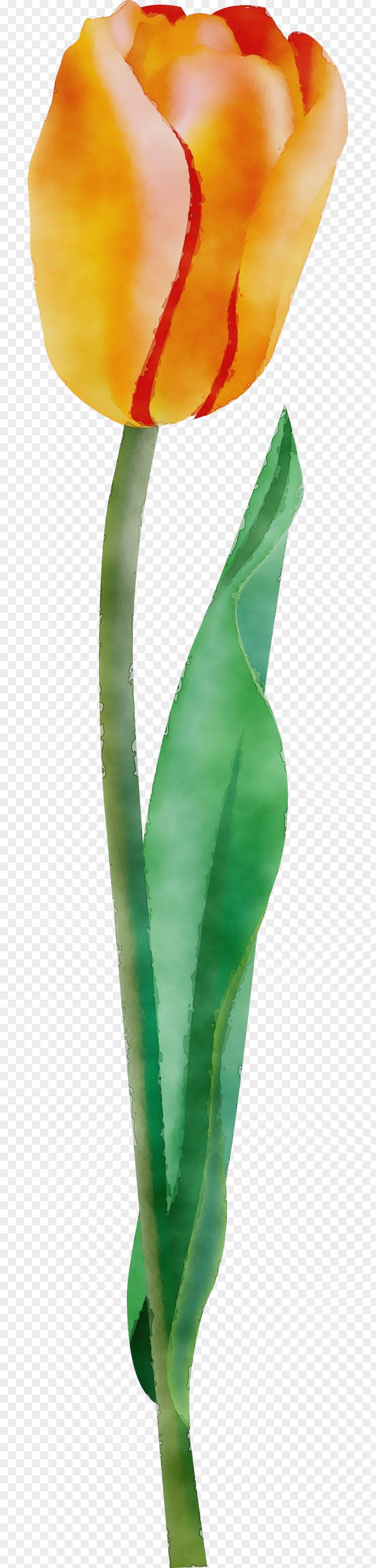 Green Leaf Plant Flower Aloe PNG