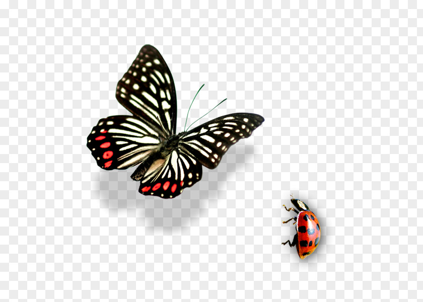 Insect Butterfly PNG