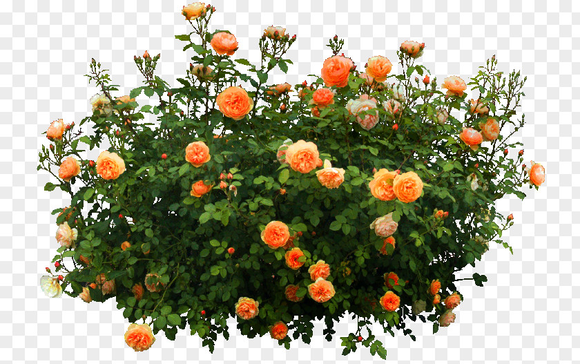 Orange Flower Garden Decoration Pattern Shrub PNG