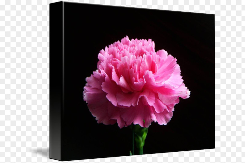 Pink Carnation Peony Cut Flowers Rose Family M PNG