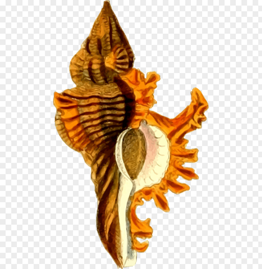 Seashell Shore Mollusc Shell Vector Graphics PNG