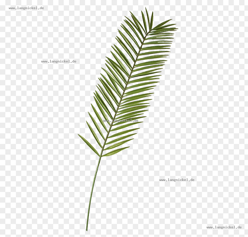 Walter Langnickel GmbHLeaf Leaf Palm Branch Plant Stem Twig Dekomarkt.de PNG