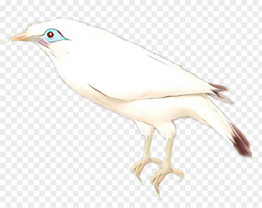 Beak Bird Of Prey Sketch Feather PNG