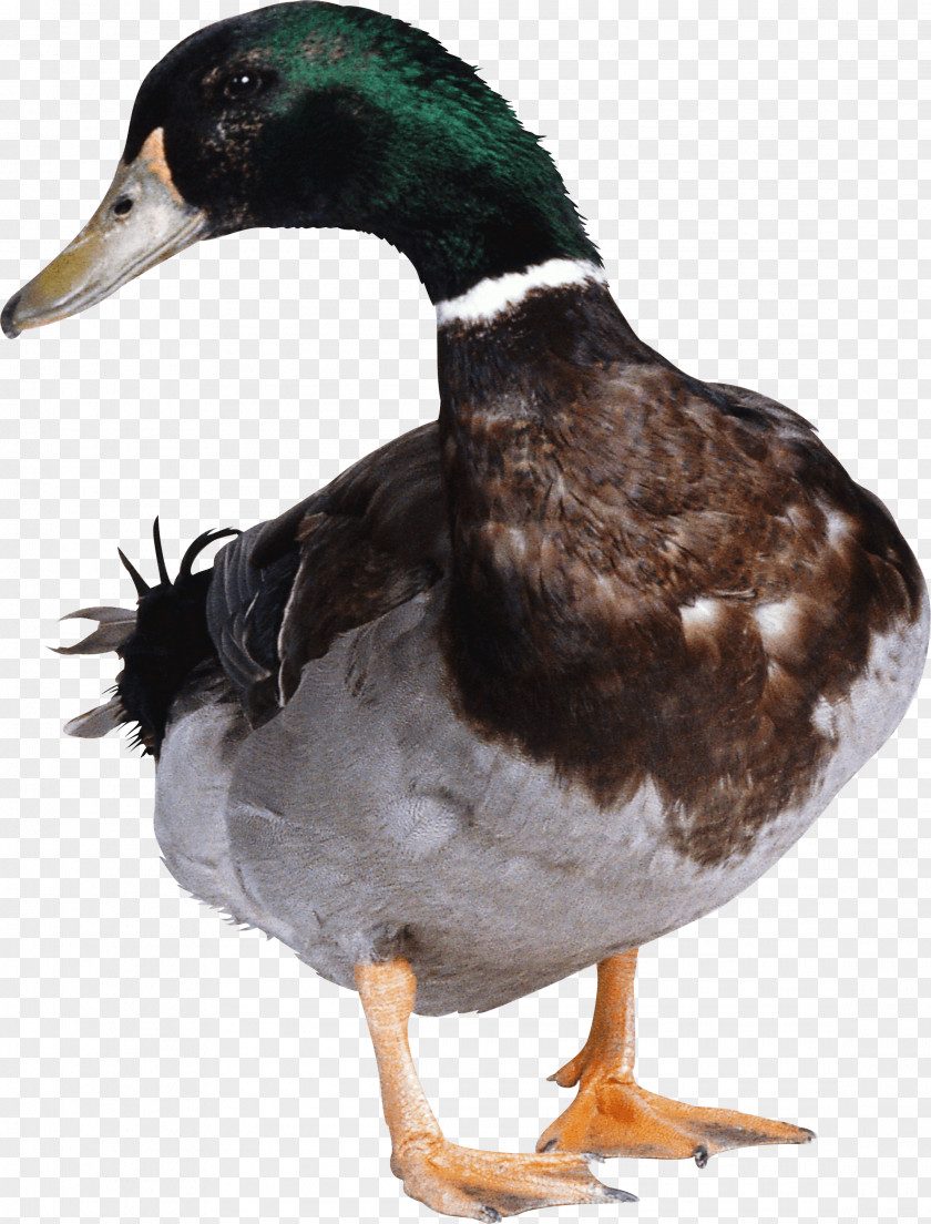 Duck Hunt American Pekin Clip Art PNG