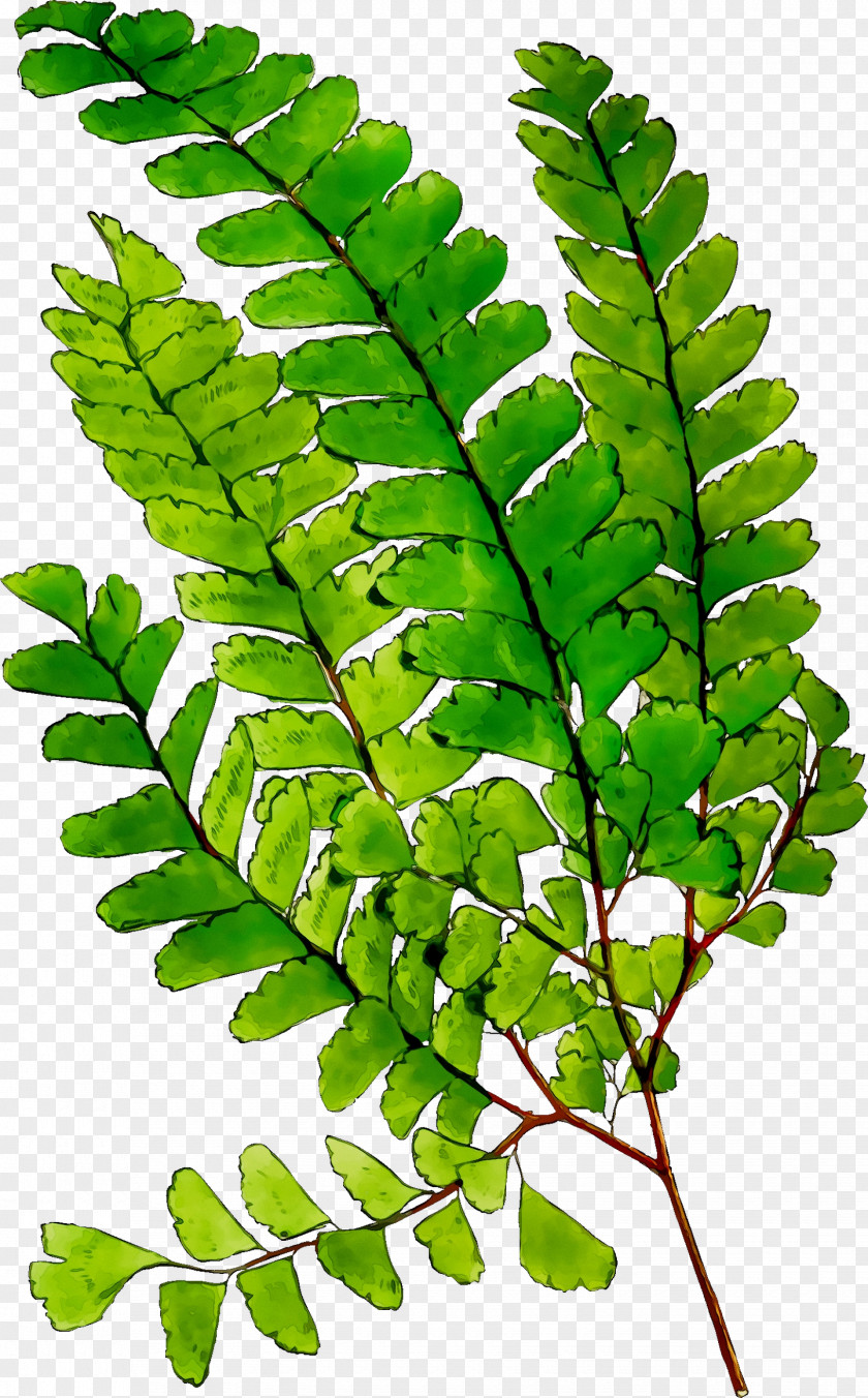 Fern Leaf Plant Stem Tree Plants PNG