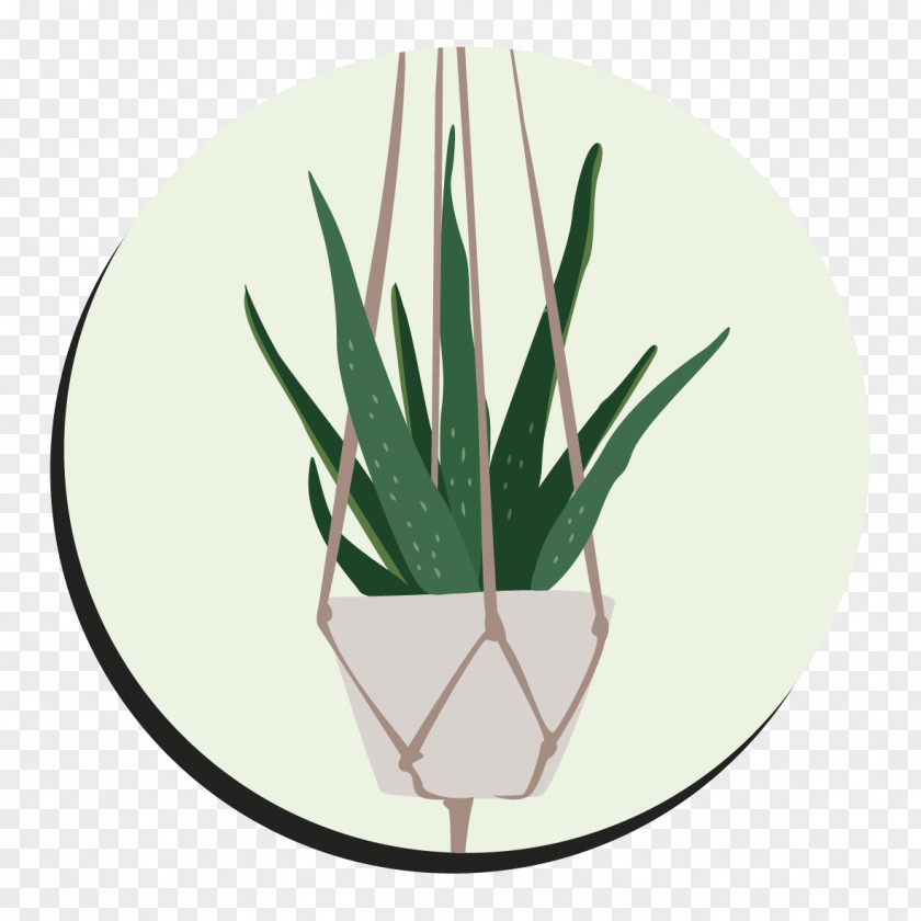 Leaf Green Flowerpot Aloes Tableware PNG