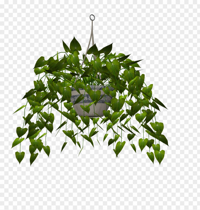 Leaf Tree Herb PNG