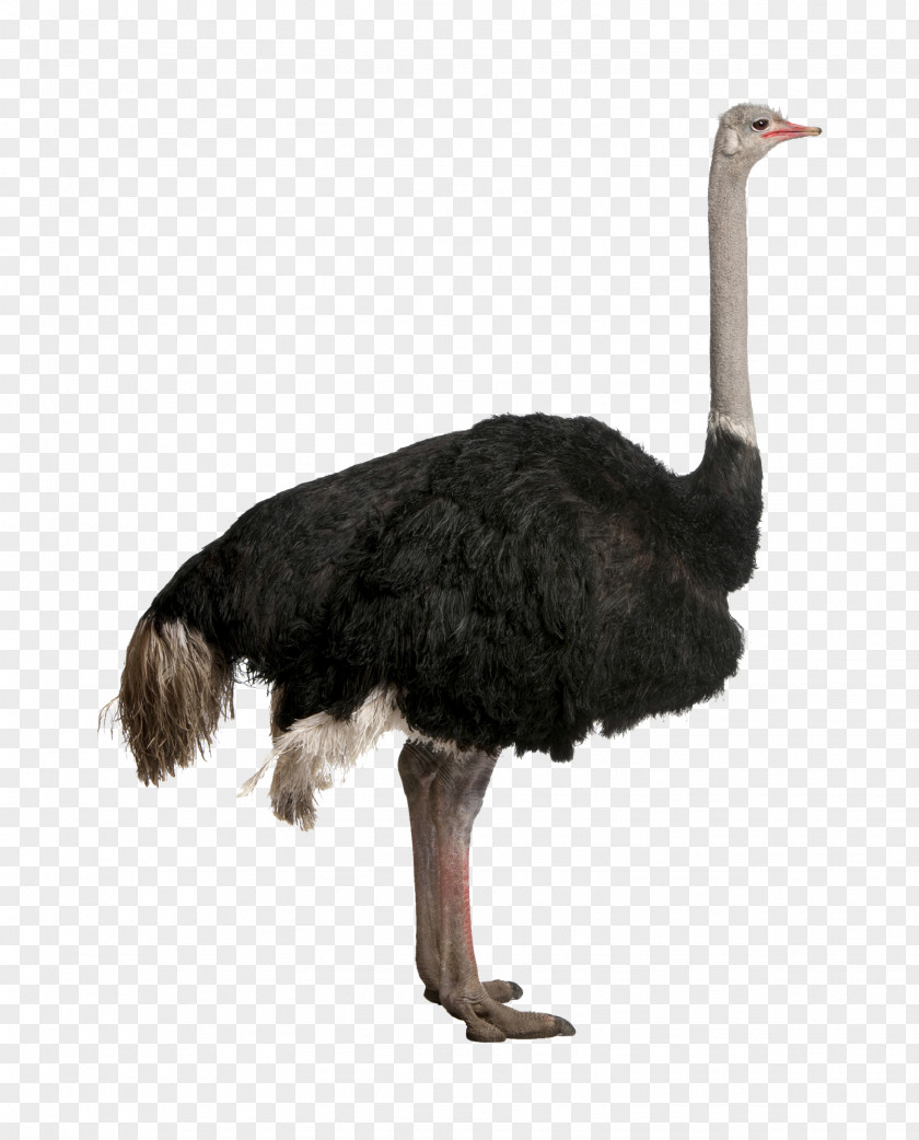 Omelet Clipart Common Ostrich Bird Stock Photography Clip Art PNG