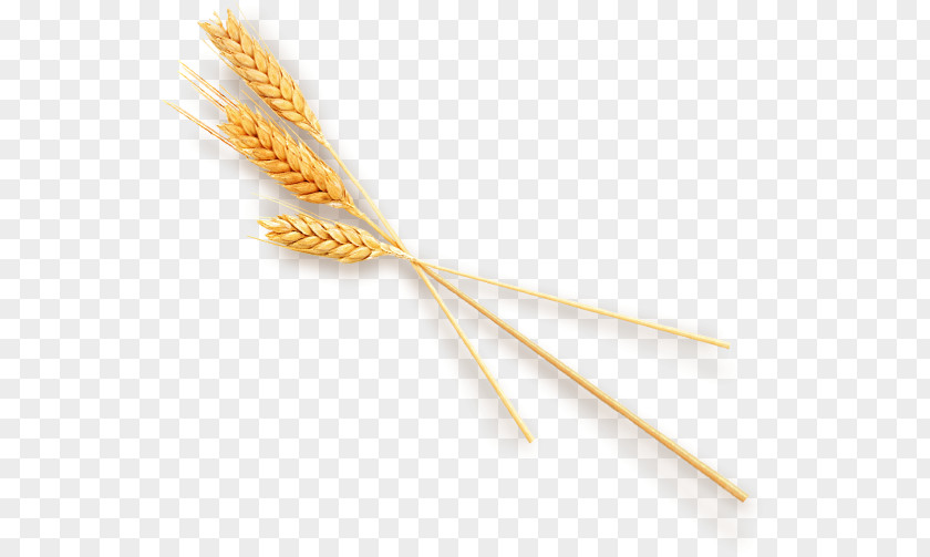 Wheat Computer File PNG file, wheat, wheat illustration clipart PNG