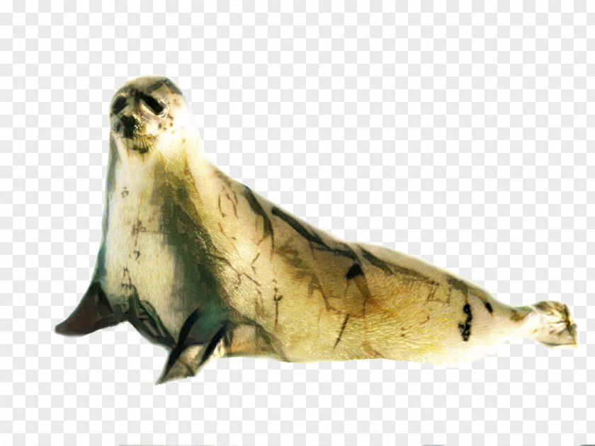 Wildlife Seal Fur Earless PNG