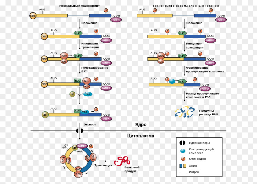 Five Prime Untranslated Region Nonsense-mediated Decay Exon Junction Complex Messenger RNA PNG