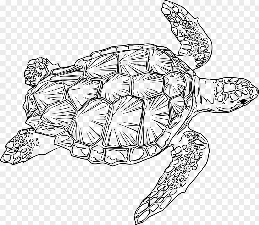 Sea Turtle Loggerhead Drawing Green PNG