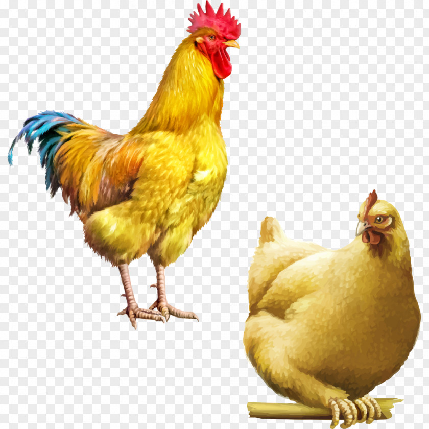 Cartoon Chicken Rooster Illustration PNG