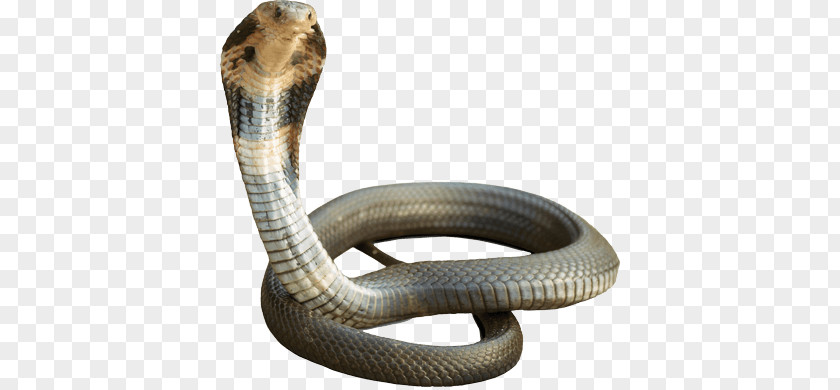 Cobra PNG clipart PNG