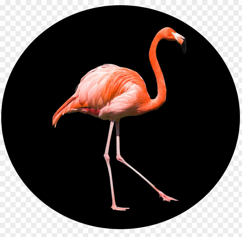 Flamingos Filmmaking Film Director Motion Graphic Design Post-production PNG