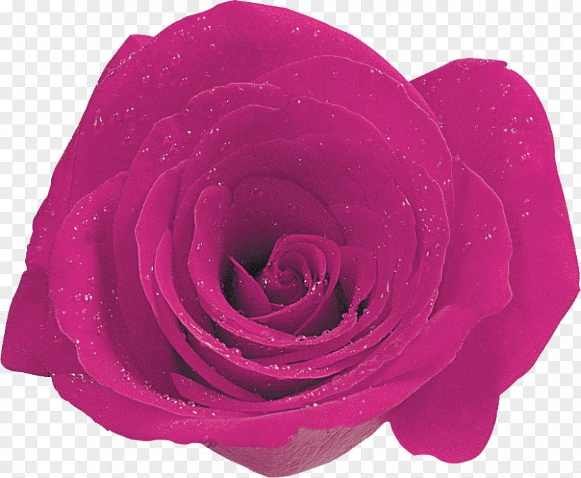 Garden Roses Cabbage Rose Floribunda Cut Flowers Petal PNG