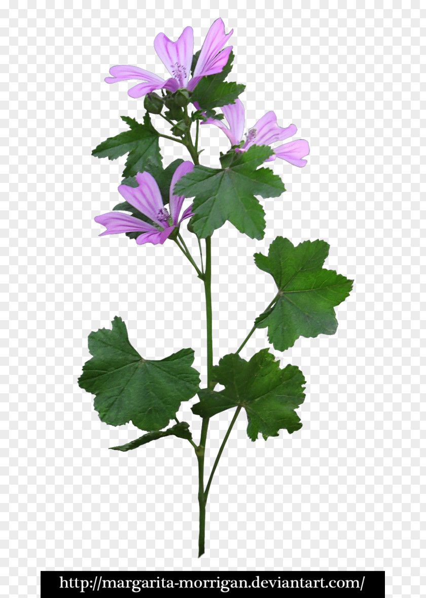 Margarita Flower Purple PNG