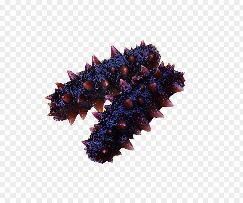 Purple Sea Cucumber Concepteur Vecteur PNG