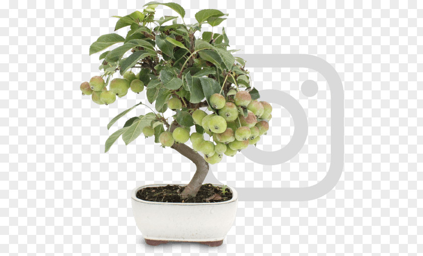 Tree Chinese Sweet Plum Flowerpot Sageretia PNG