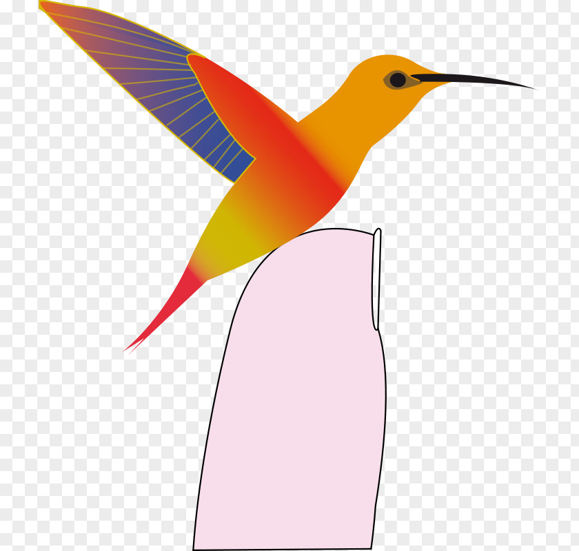 Bird Black-chinned Hummingbird Beak Clip Art PNG