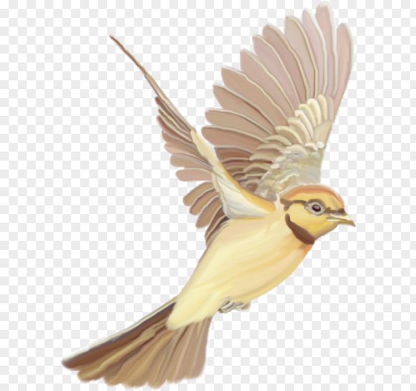 Bird Dropping .de Internet Конспект урока .ru PNG