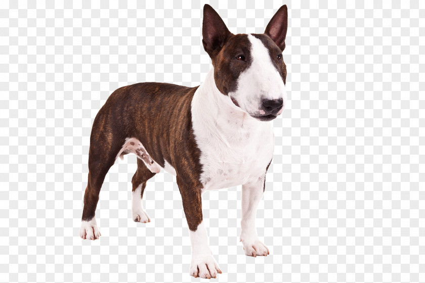 Bull Terrier (Miniature) Staffordshire American Pit PNG