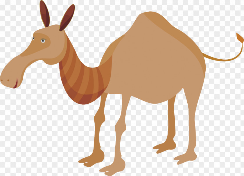 Camel Dromedary Horse Pack Animal Fauna Wildlife PNG