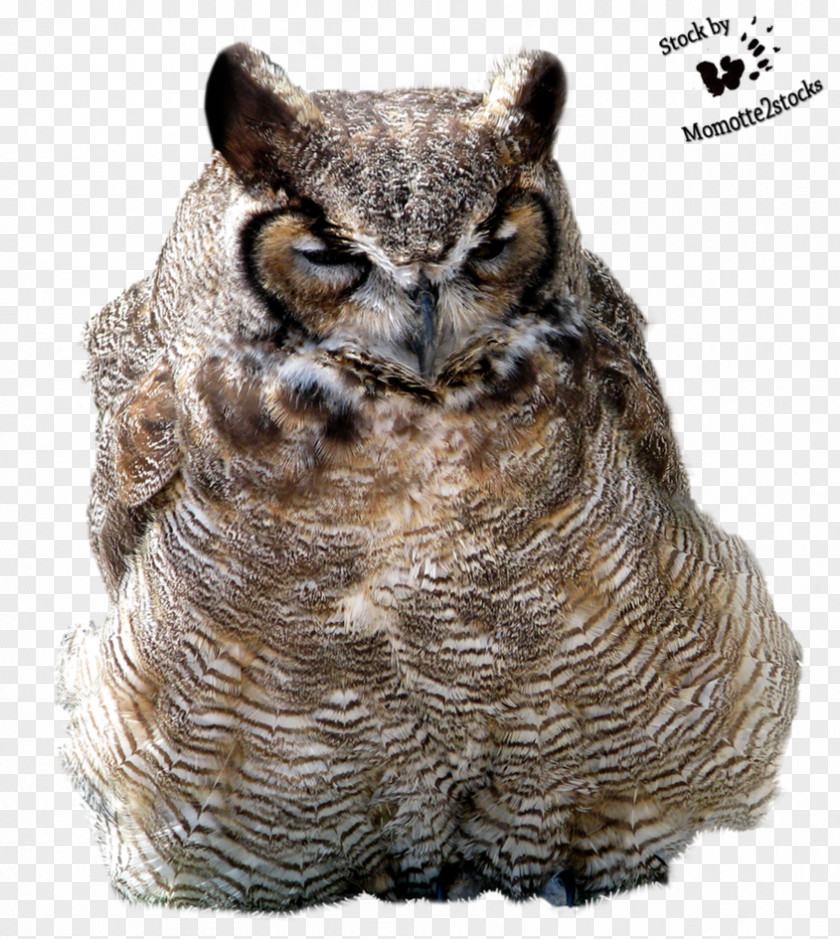 Cut Tawny Owl Bird Great Horned PNG