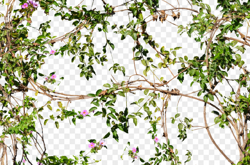 Flowering Jungle Vines Flowers Vine Flower Tree Wall PNG