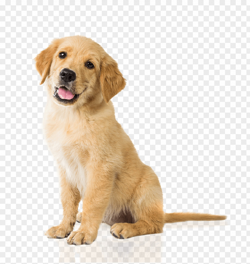 Golden Retriever Labrador Puppy Basset Hound Pet Sitting PNG