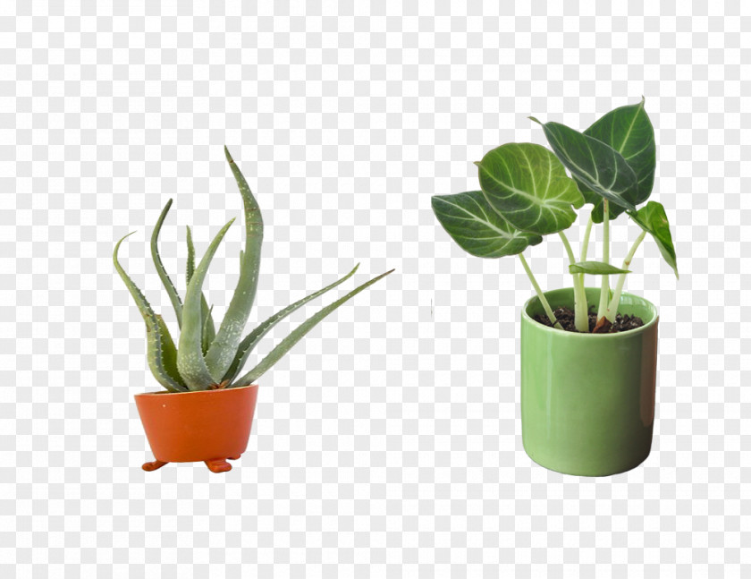 Potted G Flowerpot Bonsai Icon PNG