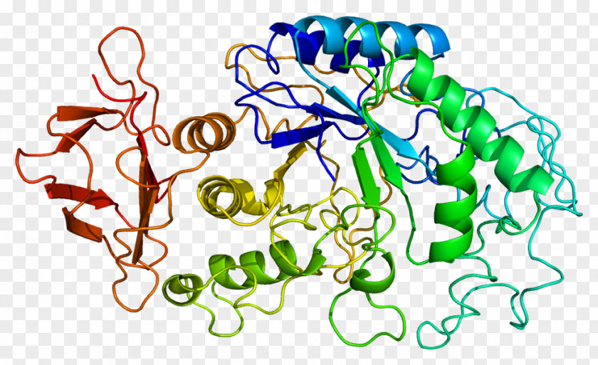 Proteins Alpha-amylase AMY1A AMY2B Enzyme PNG