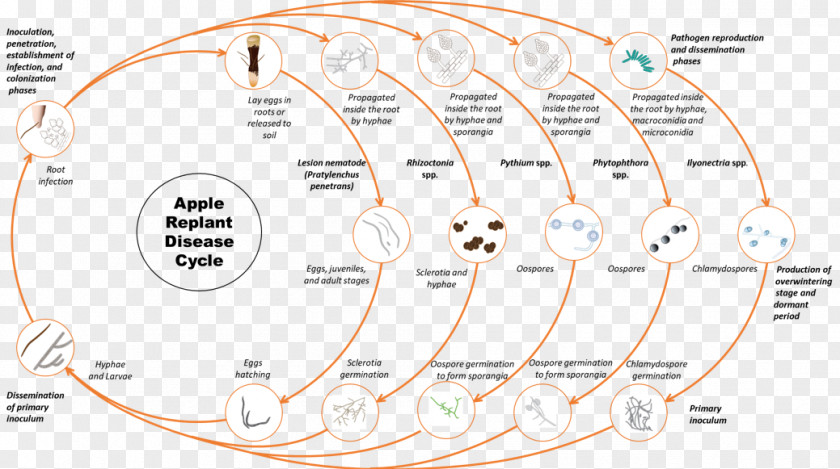 Apple Ii WSU Tree Fruit Research & Extension Center Oomycete Fungus Biological Life Cycle Roundworms PNG
