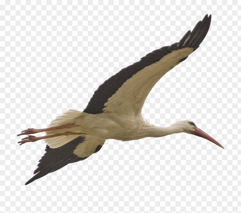 Bird Stork Clip Art PNG